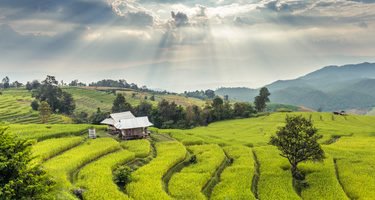 Die Reisfelder Thailands