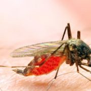 Schutz vor Malaria