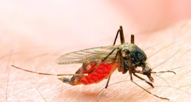Schutz vor Malaria