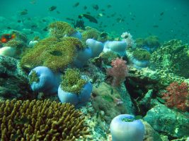 Ko Adang Unterwasserwelt