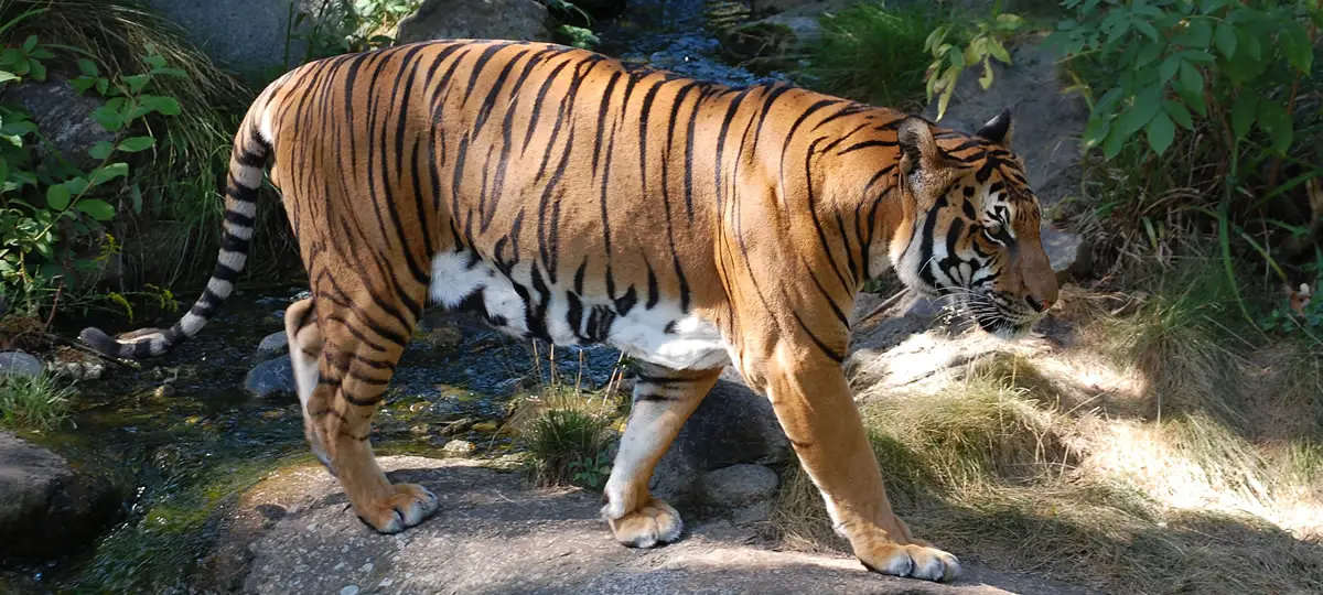 Tiger im Pang Sida Naionalpark