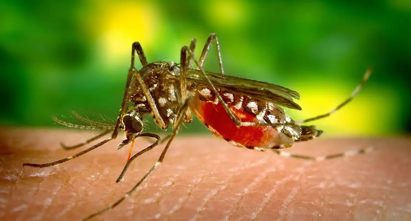 Der Zika Virus in Thailand
