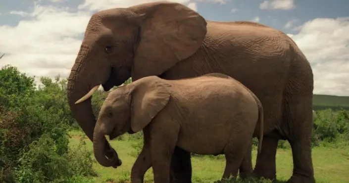 Tierisch verliebt – Baby-Elefant „rettet“ ihren Lebensretter in Chiang Mai