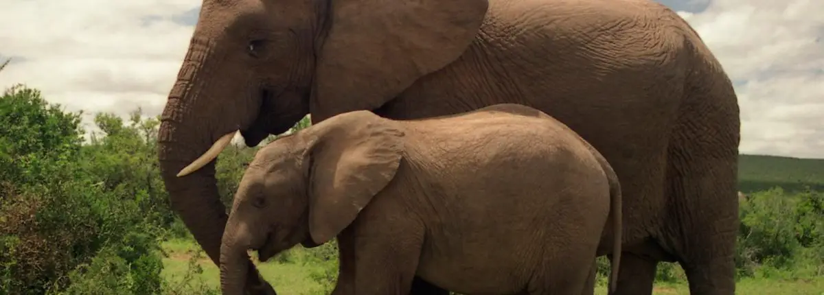 Tierisch verliebt – Baby-Elefant „rettet“ ihren Lebensretter in Chiang Mai