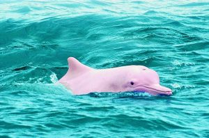 Pinker Delfin