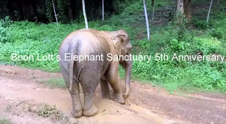 Video Boon Lotts Elephant Sanctuary 5th Anniversary