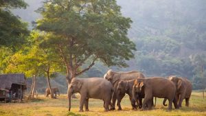 Elefant Nature Park