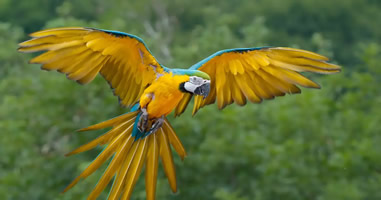 Papagei Thailand