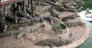 Samut Prakarn Krokodilfarm