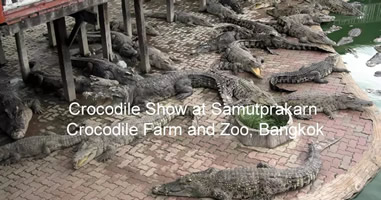 Videos Samut Prakarn Krokodilfarm
