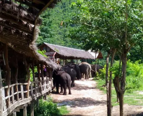 Die Elephant’s World Kanchanaburi – eine sichere Heimat für sanfte Dickhäuter