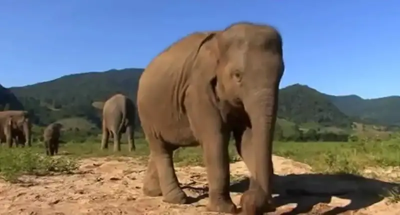 Surin Project save Elephants
