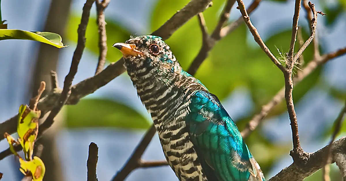Asian Emerald Cuckoo im Rama Park