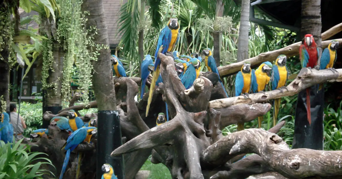 Safari World Bangkok Ara Macaws