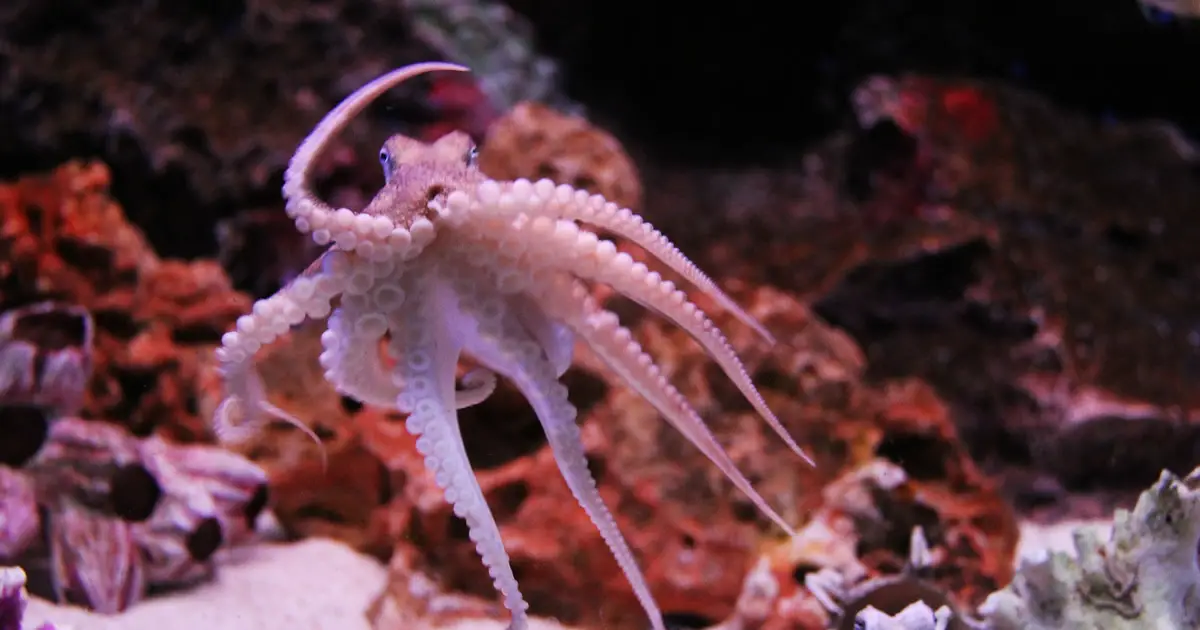 octopus im Sea Life Siam Ocean World