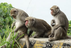 Makaken Affen