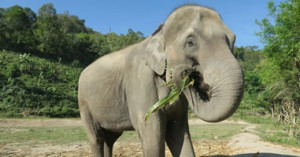 Die Tierwelt Thailands entdecken