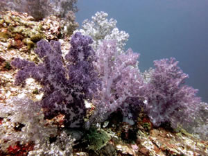 Korallen vor Koh Lanta
