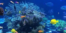 Korallenriff 