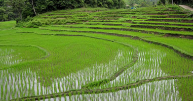 Reisfelder Phrae