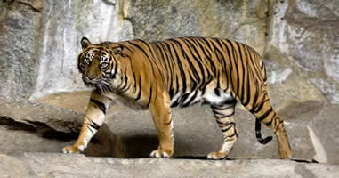 Indonesische Tiger