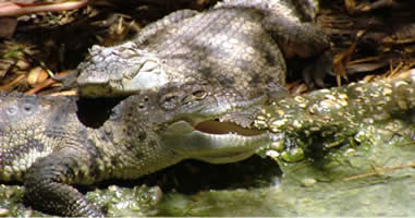 Siam-Krokodil