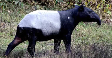 Tapir Thailand