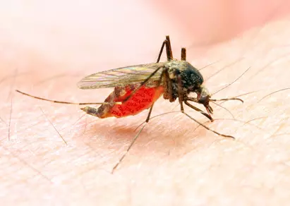 Malaria in Thailand