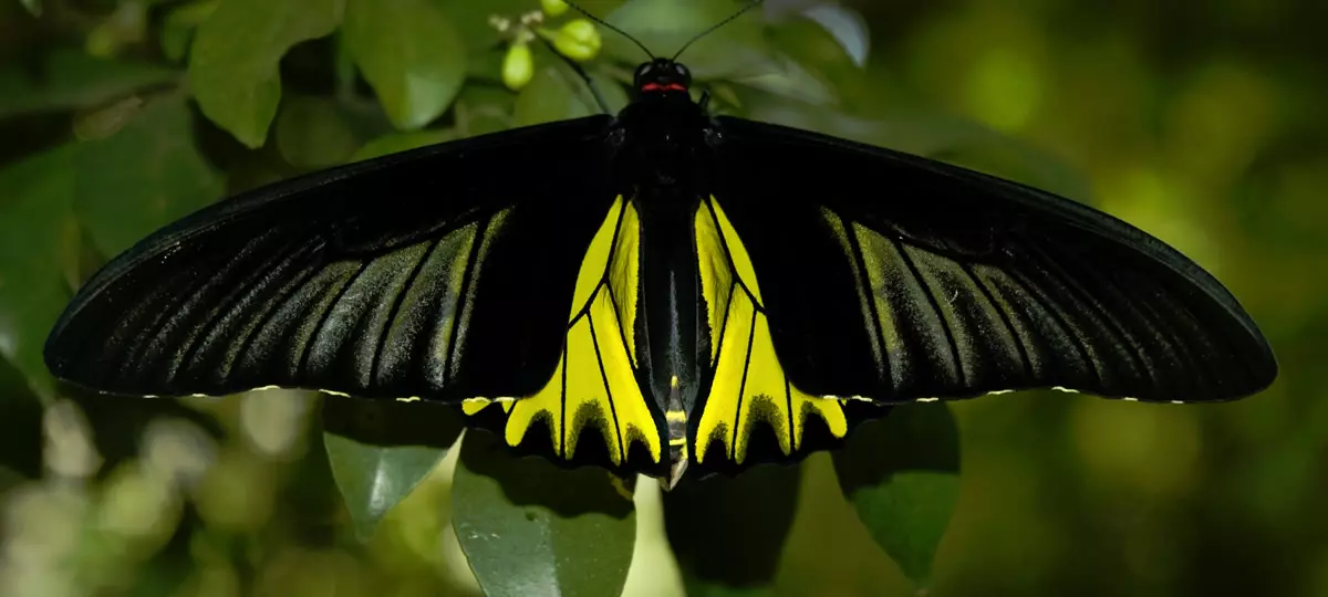 Schmetterlinge im Pang Sida Nationalpark