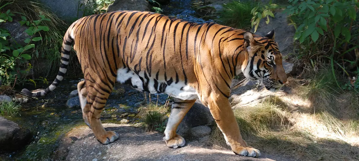 Tiger im Pang Sida Naionalpark