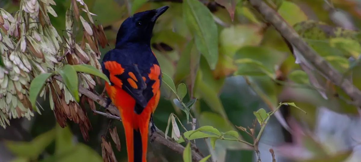 Vögel im Pang Sida Nationalpark