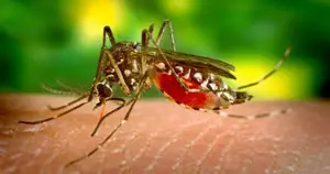 Dengue-Mücke