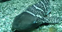 Leopardenhai Tauchen Koh Phi Phi