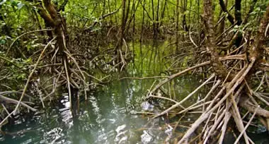 Mangroven-Sumpf